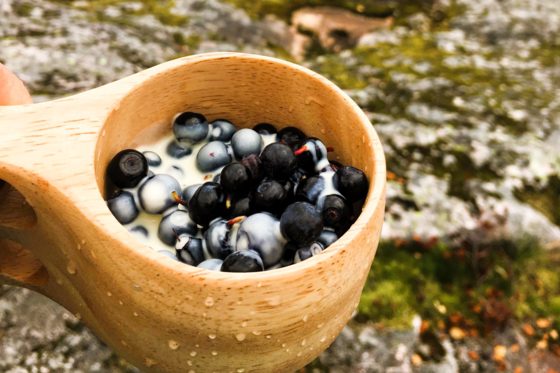 hiking in sognefjord picking blue berries in Balestrand